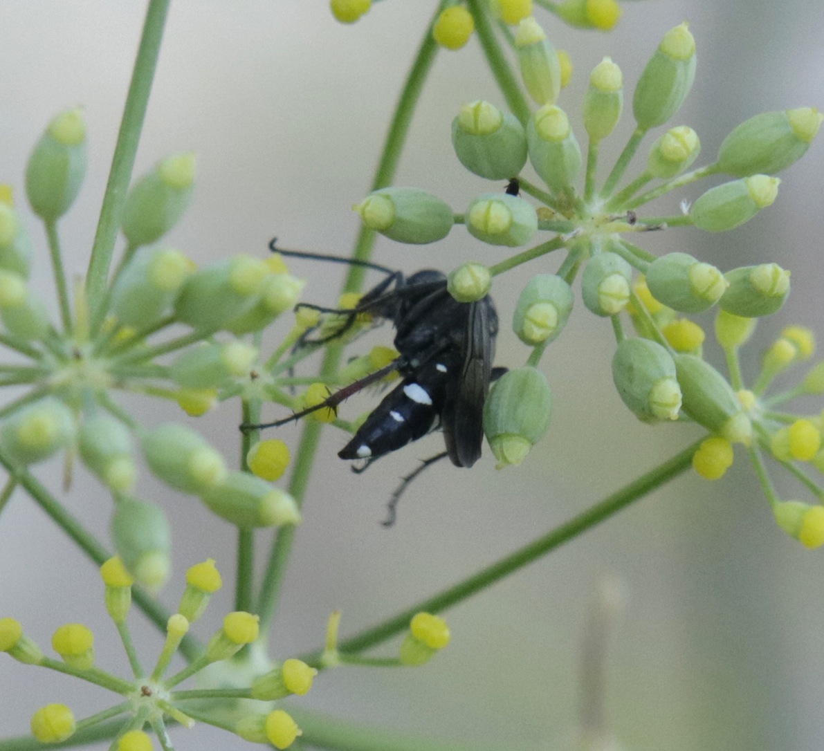 Pompilidae: Cryptocheilus egregius da confermare